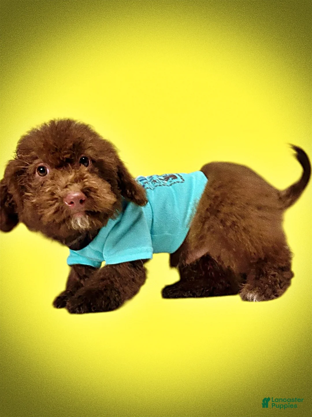 Havapoo dogs for sale: Scooby - Ad 12