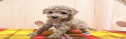Bichpoo dogs for sale: Bichpoo Puppy 4 - Ad 2