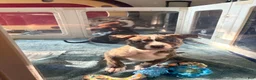 American Bully dogs for sale: American Bully 4 - Ad 13