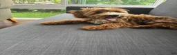Irish Doodle dogs for sale: Irish Doodle 1 - Ad 4