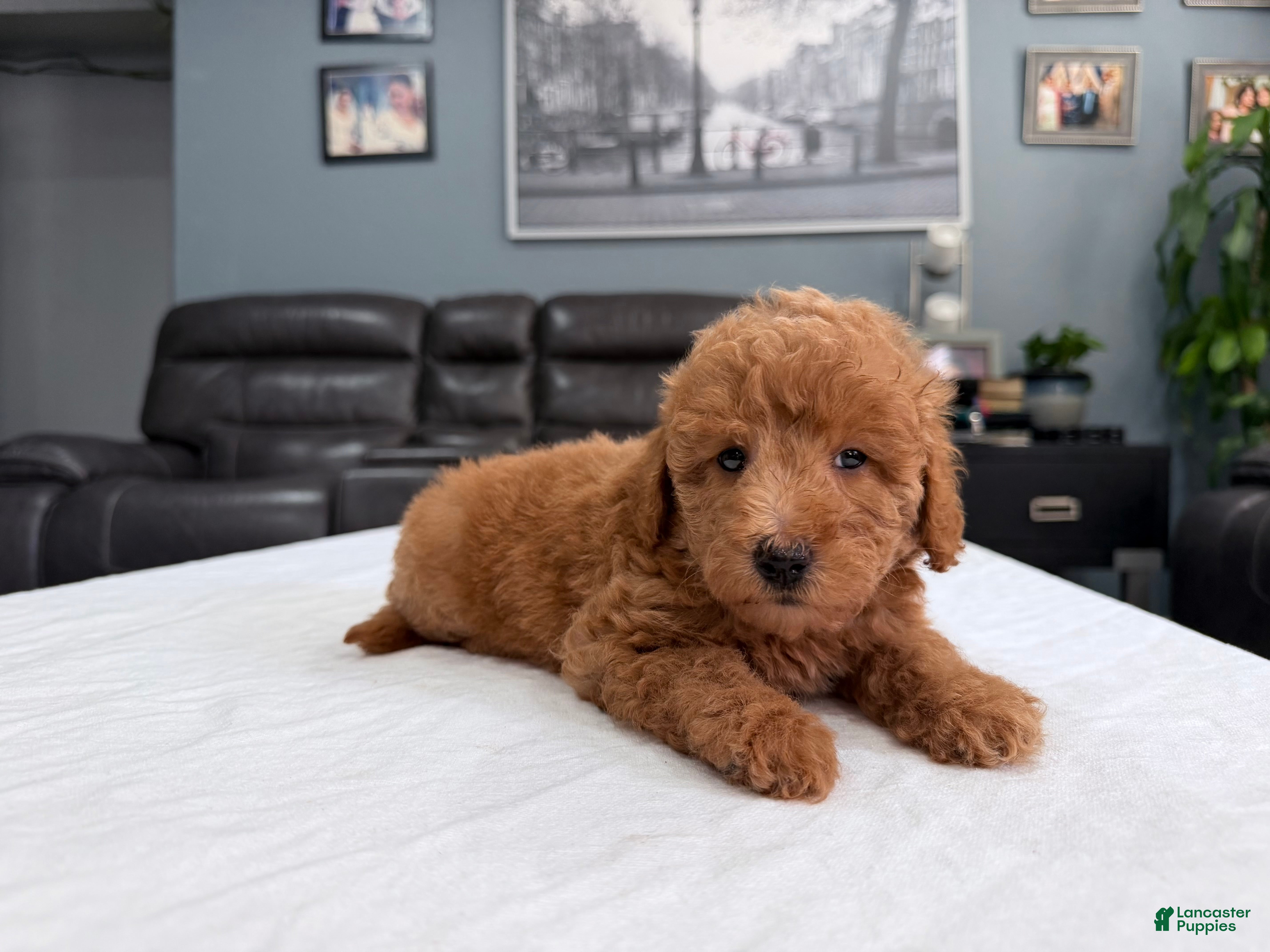 Mini Goldendoodle dogs for sale: Mini Goldendoodle 4 - Ad 2