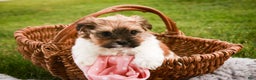 Havanese dogs for sale: Bella Rose - Ad 4