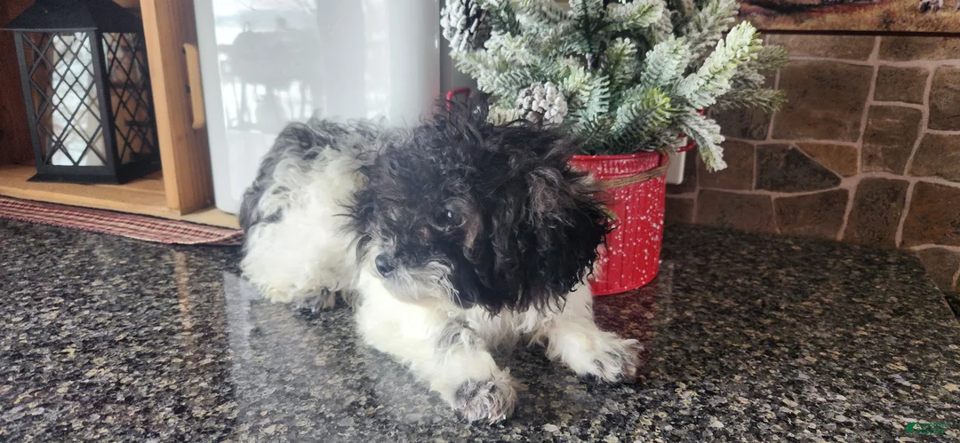 Miniature Poodle dogs for sale: Mylah - Ad 2