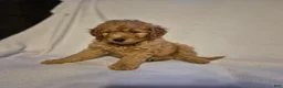 Goldendoodle dogs for sale: Teddy - Ad 3