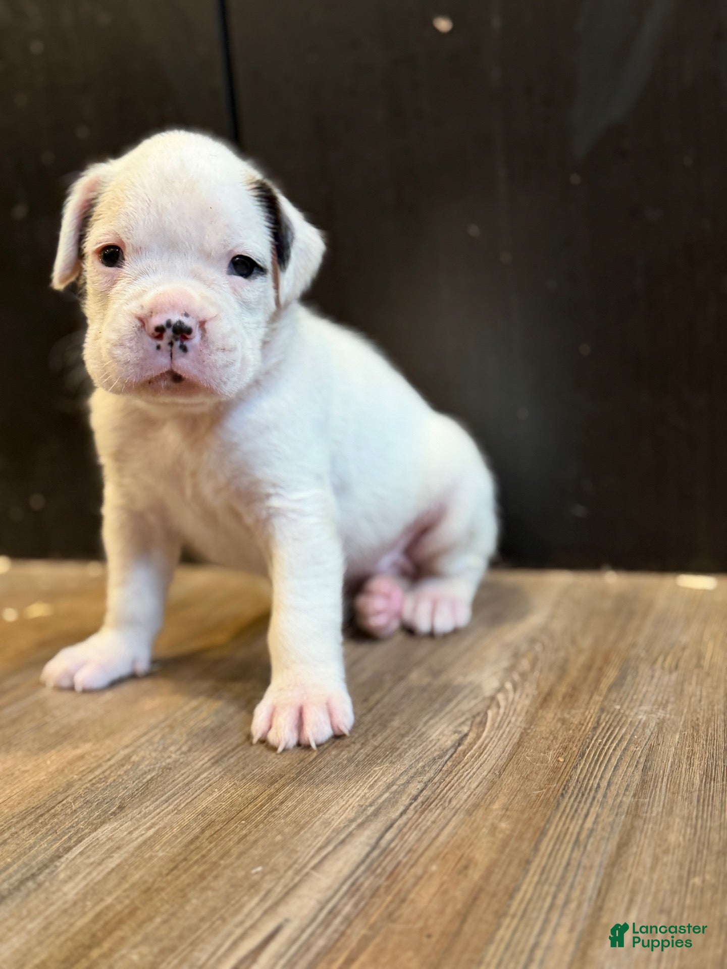 Boxer dogs Snowball  - Ad 1