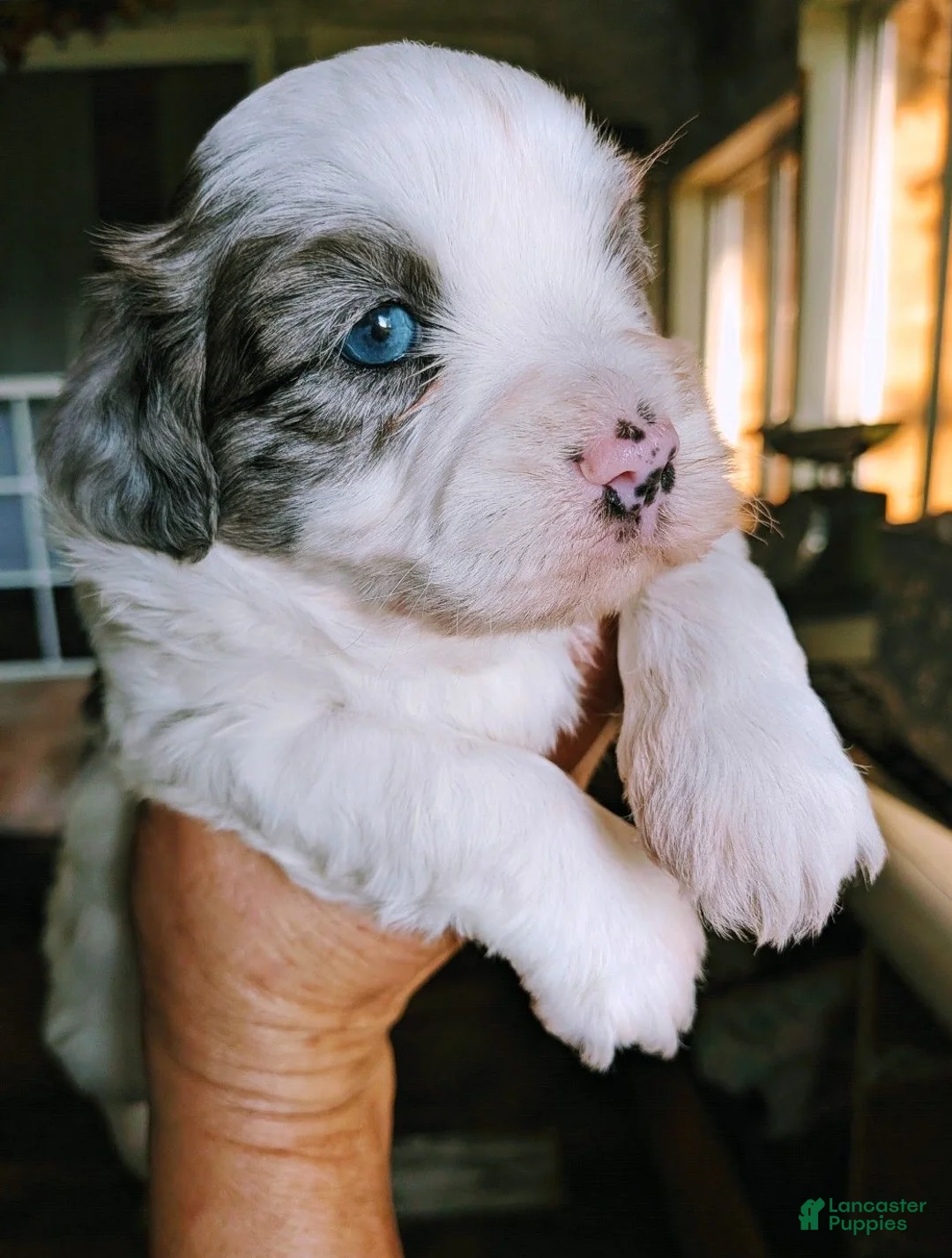 Mixed Breed dogs for sale: Mixed Breed 1 - Ad 2
