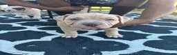 American Bully dogs for sale: American Bully Puppy 2 - Ad 2