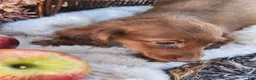 Miniature Dachshund dogs for sale: Rusty  - Ad 18