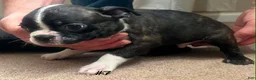 Boston Terrier dogs for sale: Boston Terrier 6 - Ad 11
