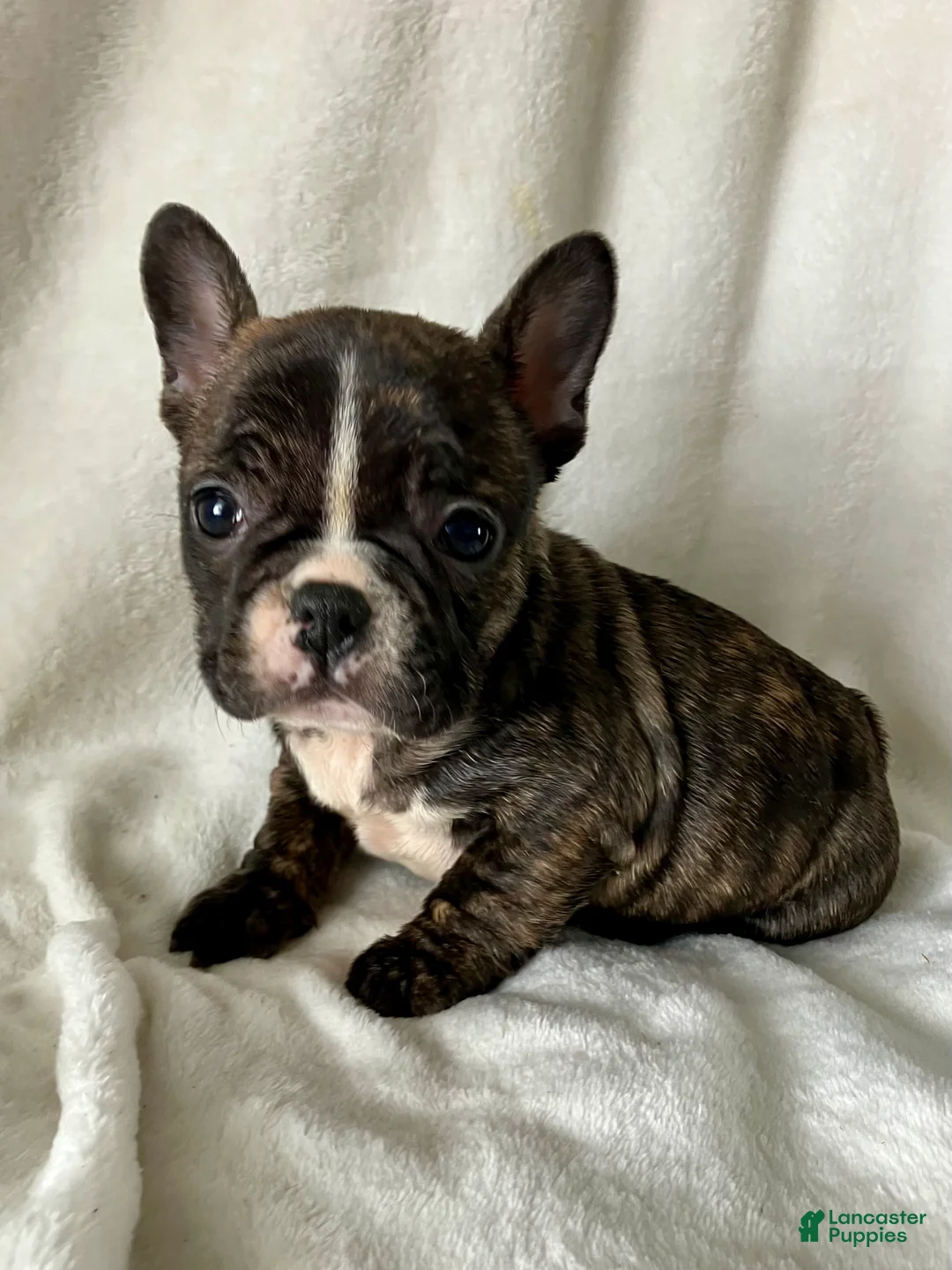 French Bulldog dogs for sale: Polly - Ad 4