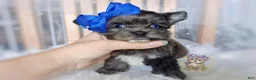 Morkie dogs for sale: Rare Merle Maui - Ad 2