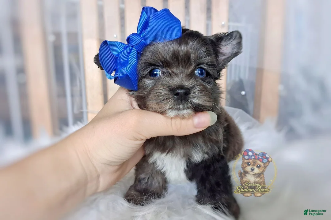 Morkie dogs for sale: Rare Merle Maui - Ad 2