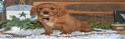 Miniature Golden Retriever dogs for sale: Poochy - Ad 2
