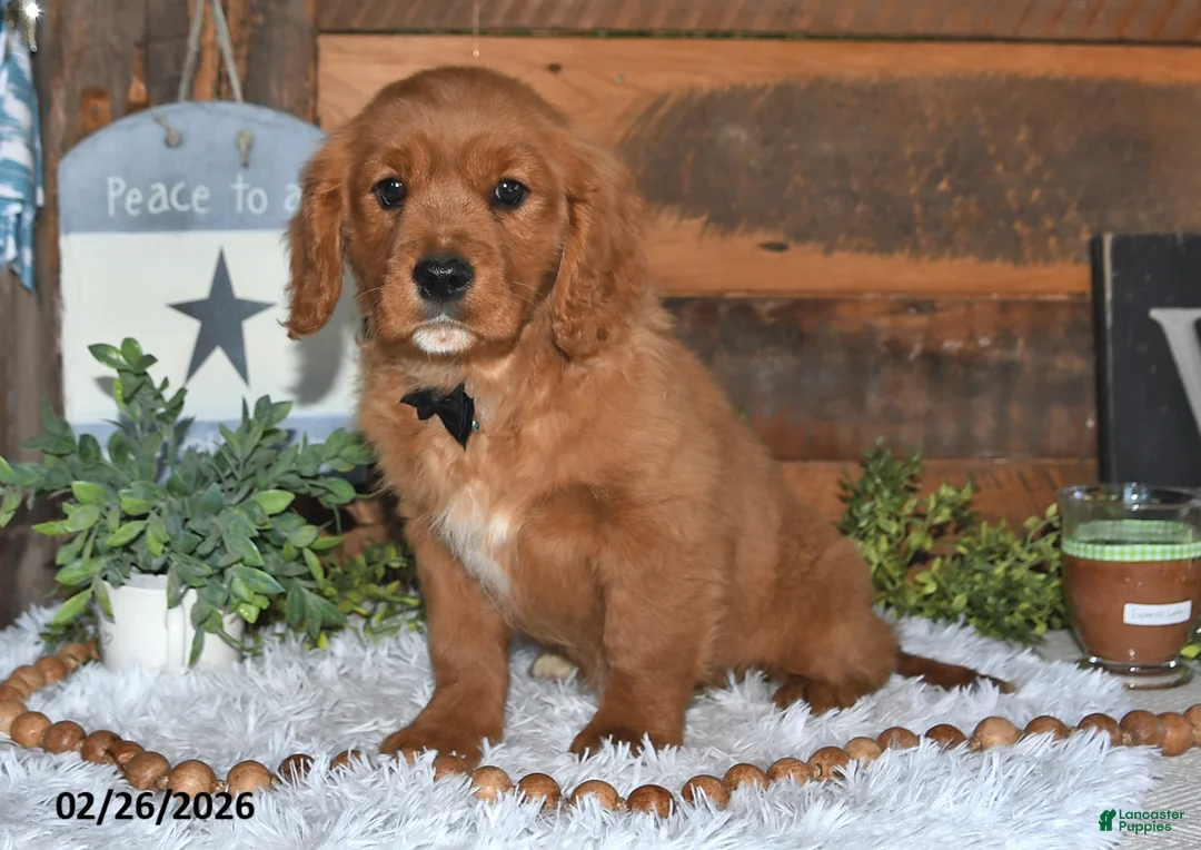 Miniature Golden Retriever dogs for sale: Poochy - Ad 2