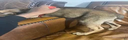 Mixed Breed dogs for sale: Mixed Breed Puppy 1 - Ad 2