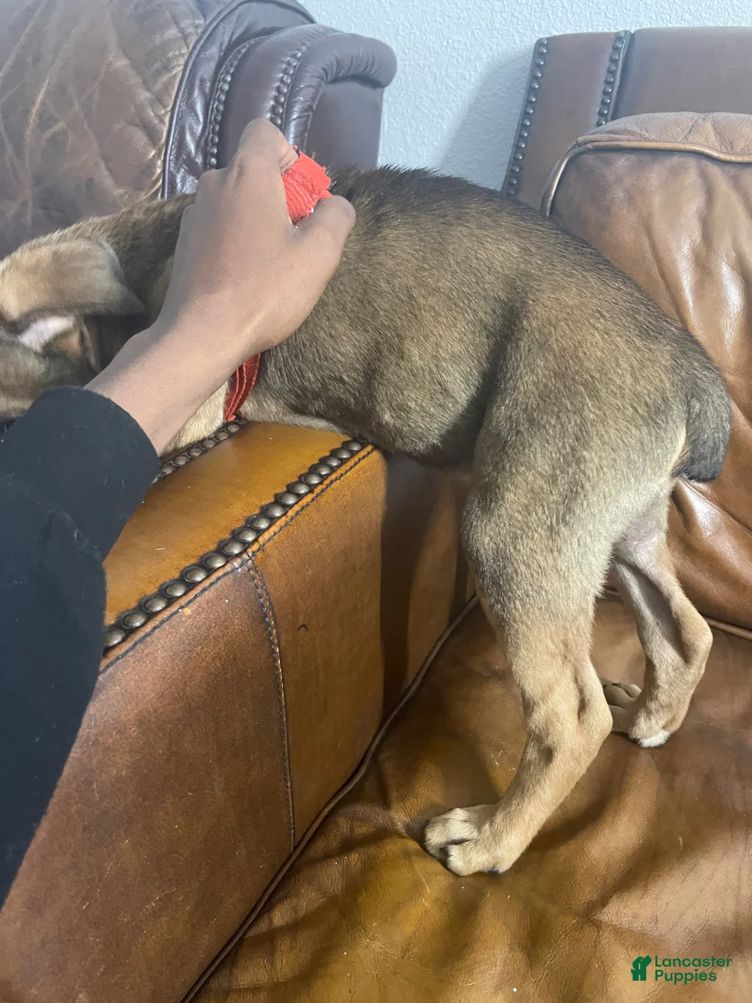 Mixed Breed dogs for sale: Mixed Breed Puppy 1 - Ad 2