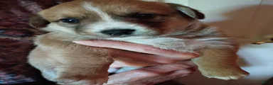 Mixed Breed 2