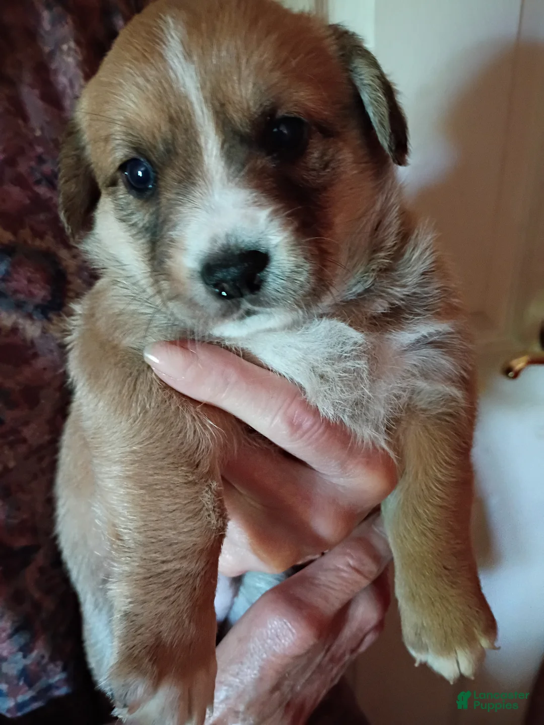 Mixed Breed dogs for sale: Mixed Breed 2 - Ad 1
