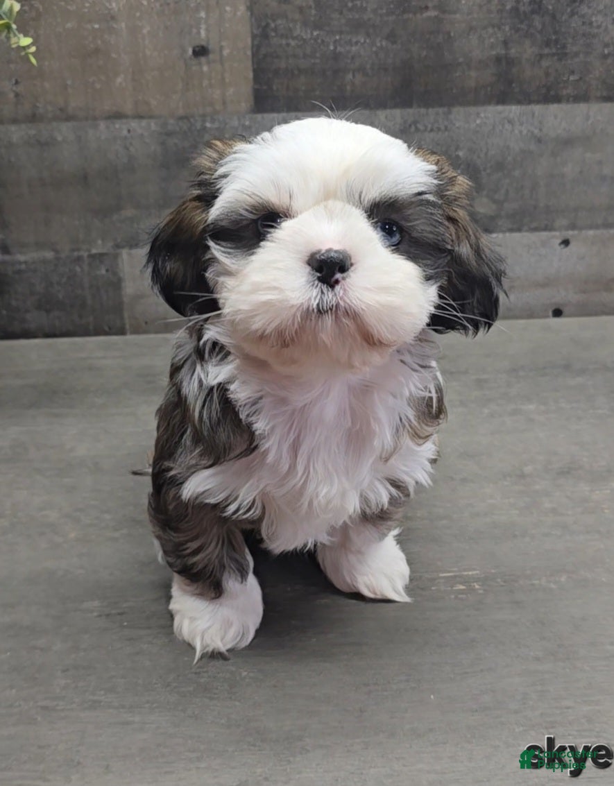 Shih Tzu dogs Skye - Ad 37