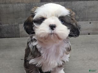 Shih Tzu dogs Skye - Ad 37