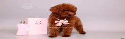 Toy Poodle dogs for sale: Elodie Red Teacup - Ad 6