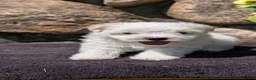 Havanese dogs for sale: Turbo - Ad 3