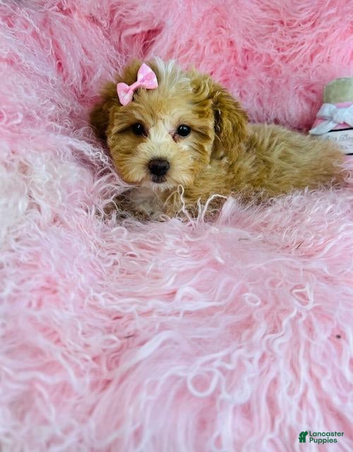 Miniature Poodle dogs Miniature Poodle Puppy 1 - Ad 5