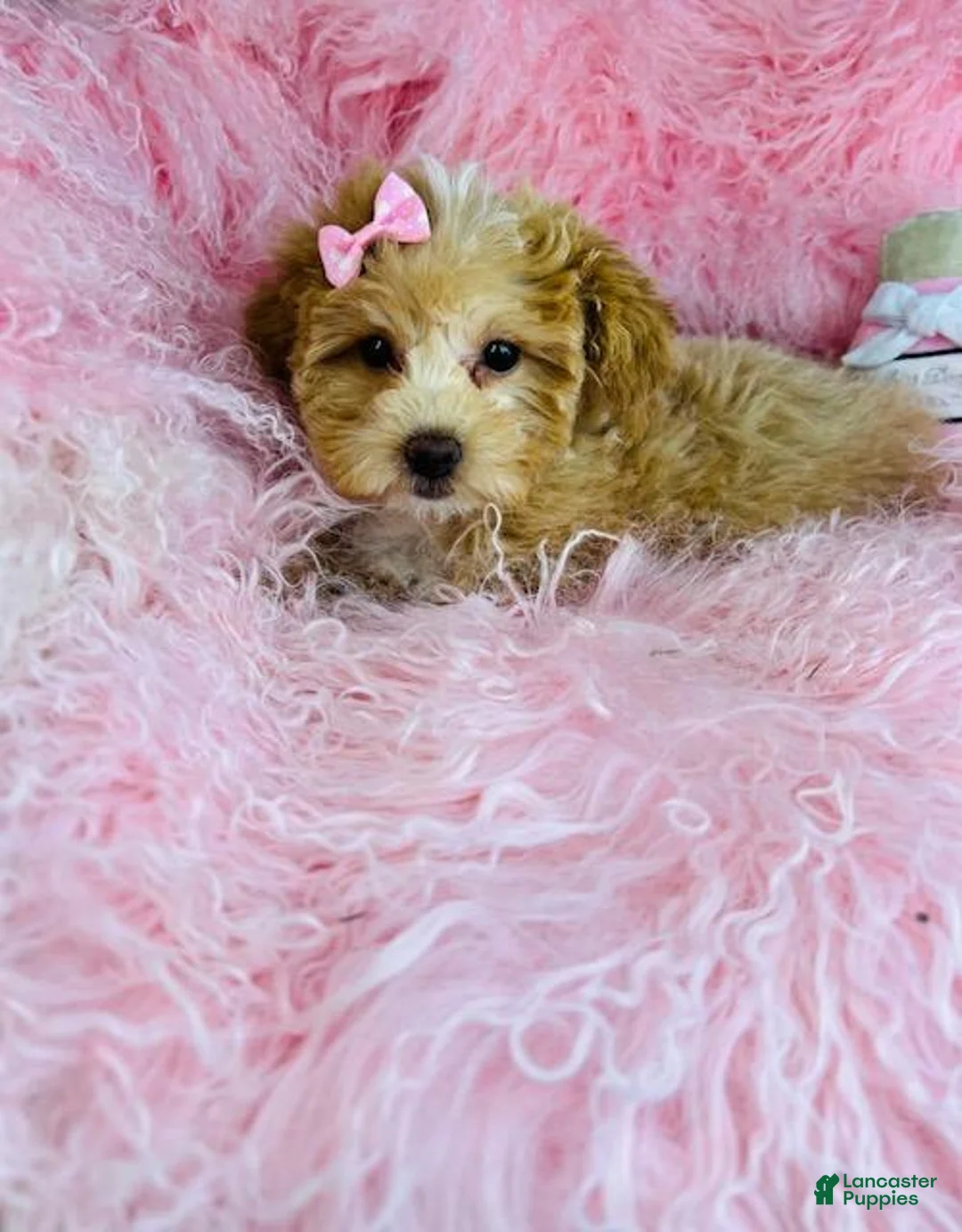 Miniature Poodle dogs for sale: Miniature Poodle Puppy 1 - Ad 1