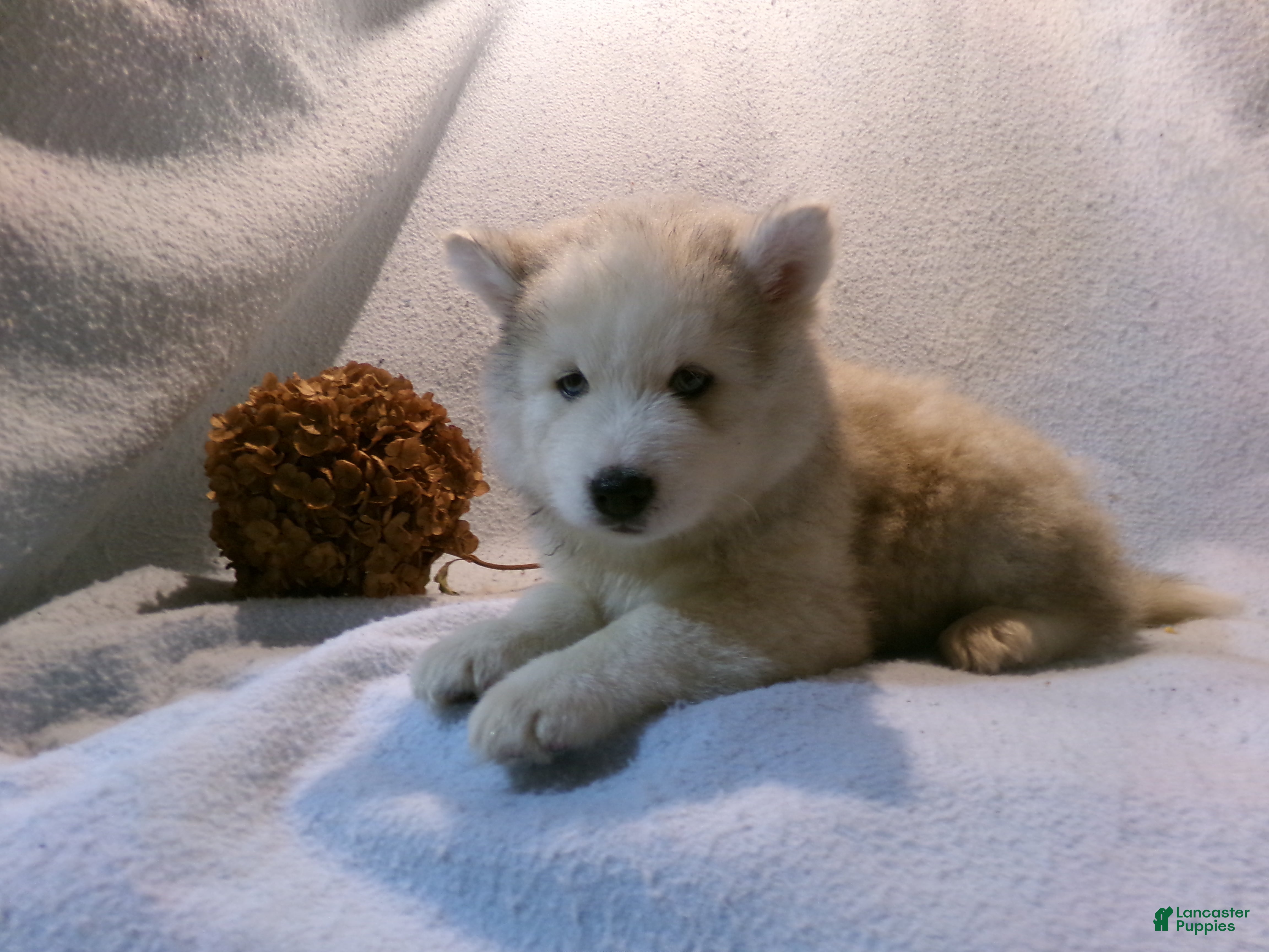 Pomsky dogs Buster - Ad 1