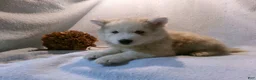 Pomsky dogs for sale: Buster - Ad 5