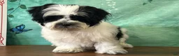 Teddy Bear dogs for sale: Toby - Ad 3