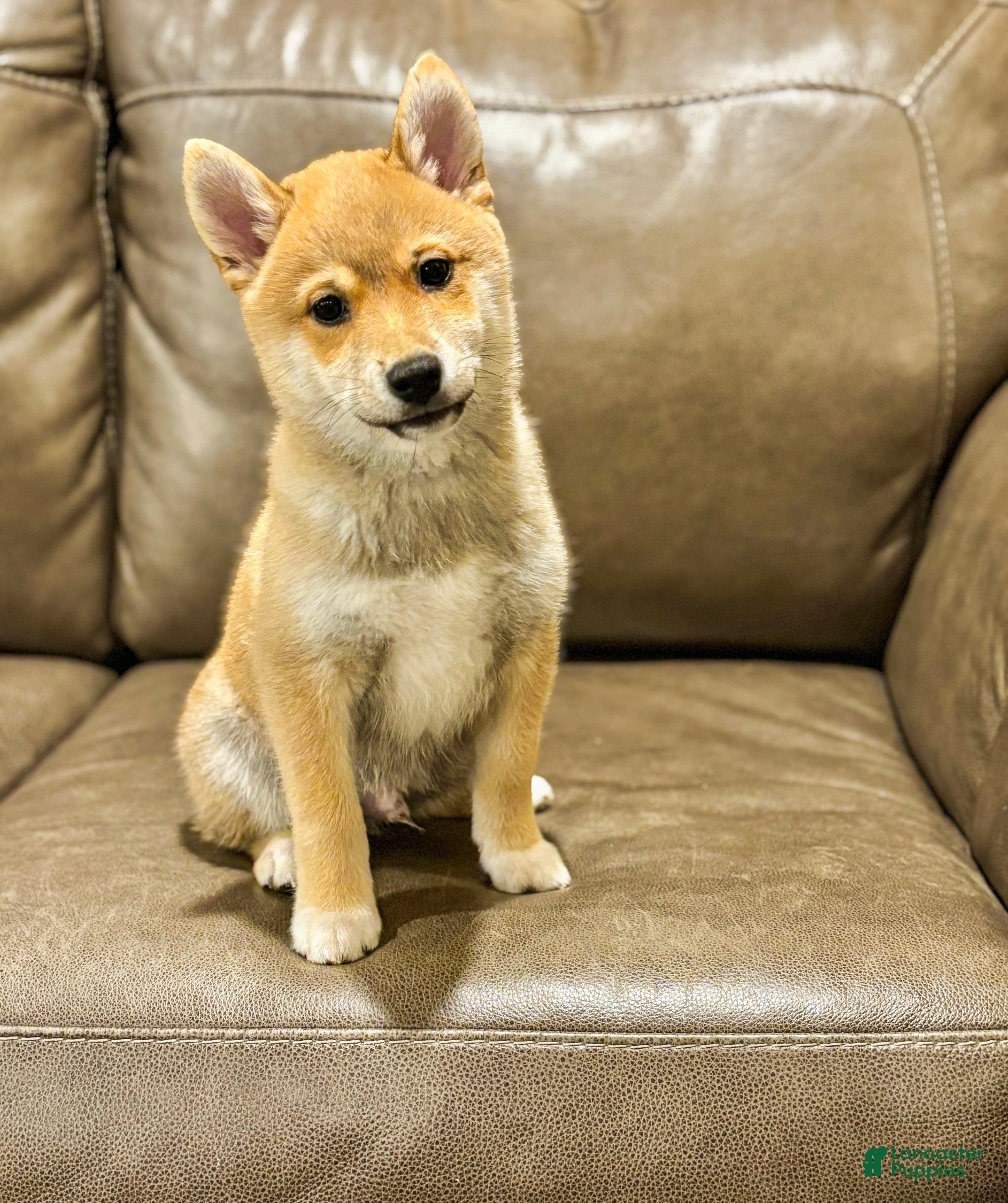 Shiba Inu dogs Arlo - Ad 2