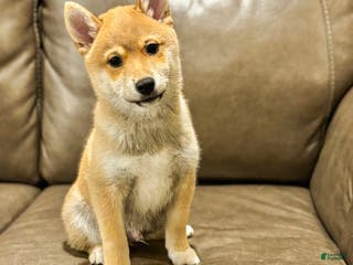 Shiba Inu dogs Arlo - Ad 6