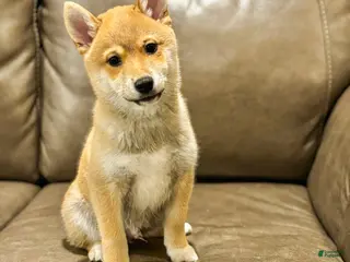 Shiba Inu dogs Arlo - Ad 1