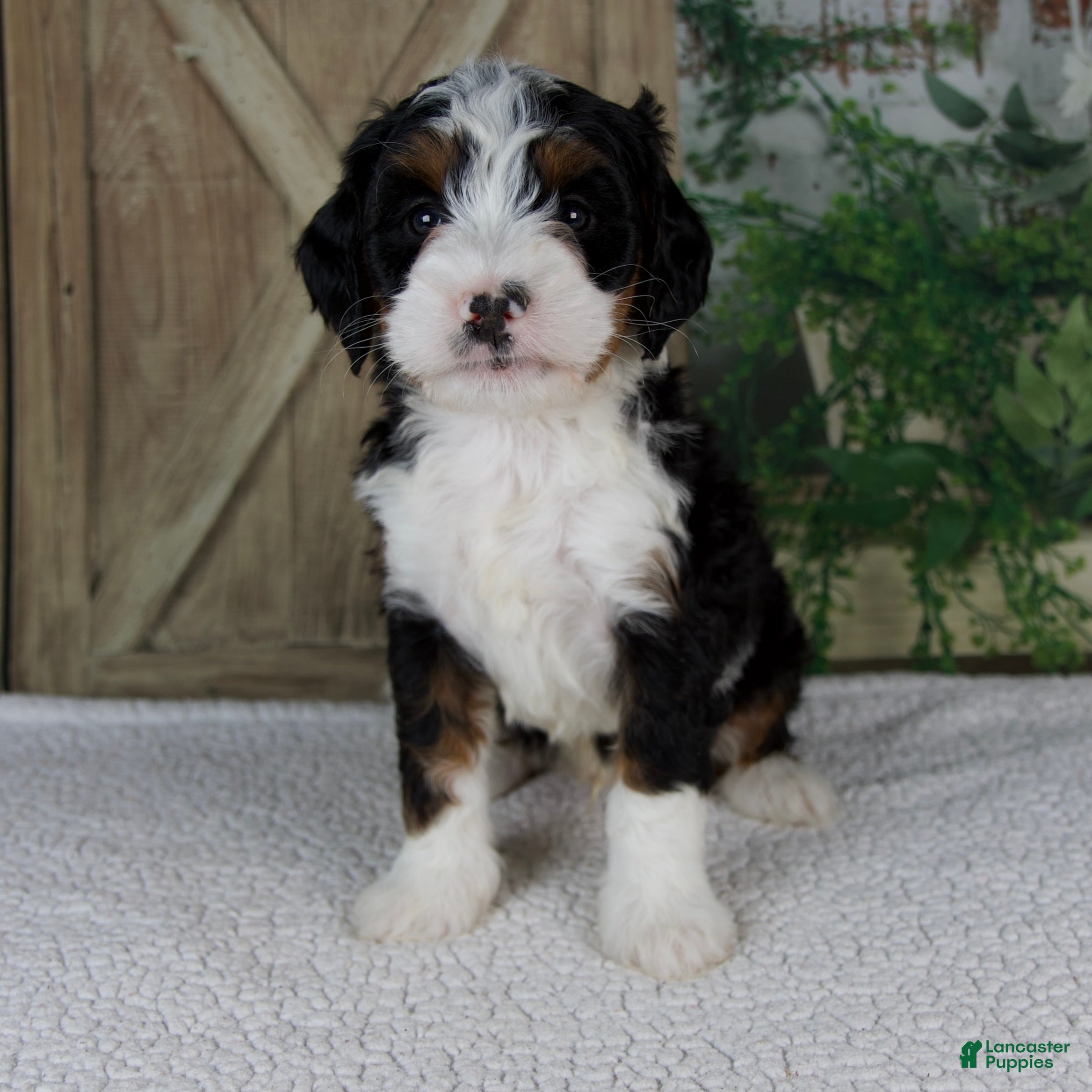 Mini Bernedoodle dogs Triston - Ad 1