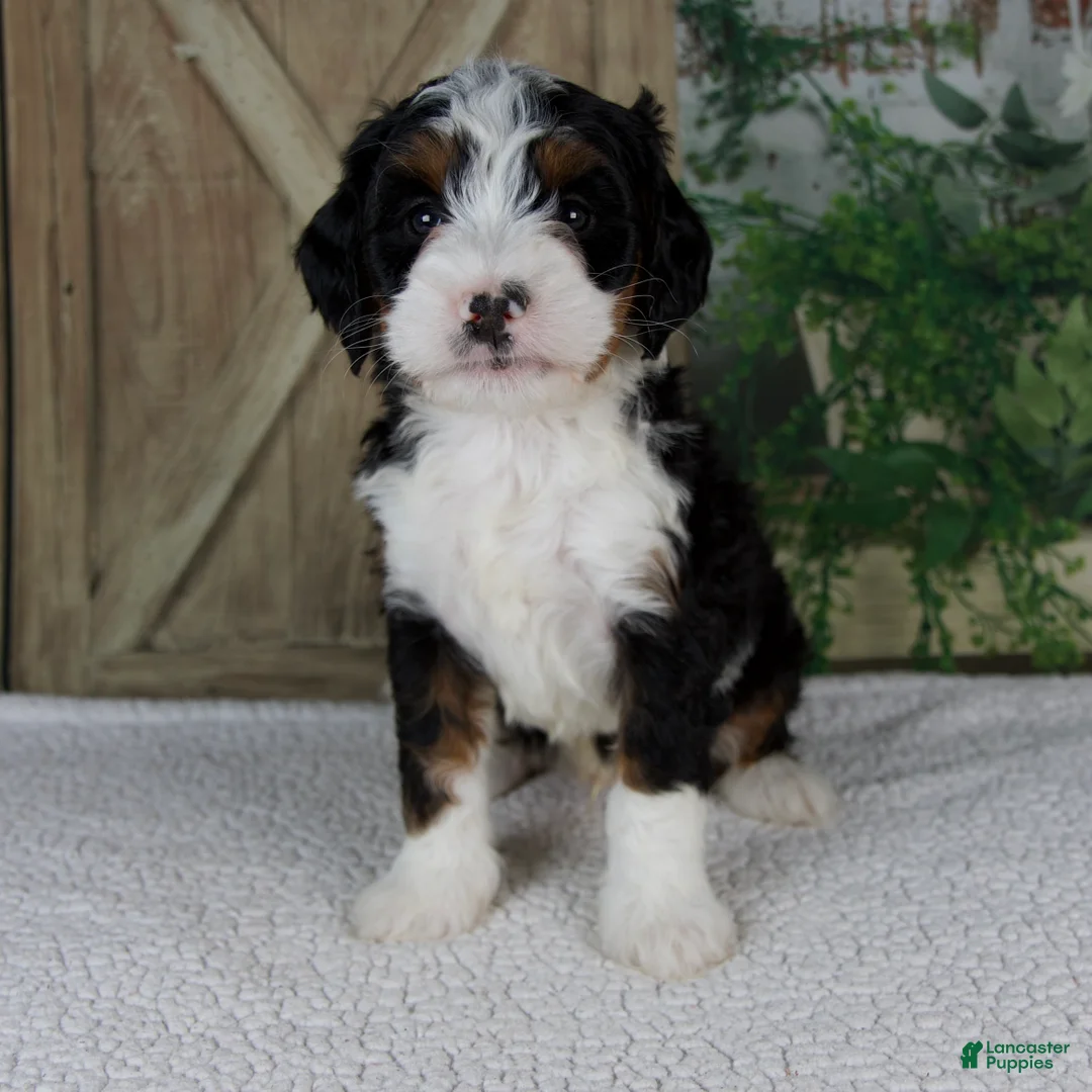 Mini Bernedoodle dogs for sale: Triston - Ad 1