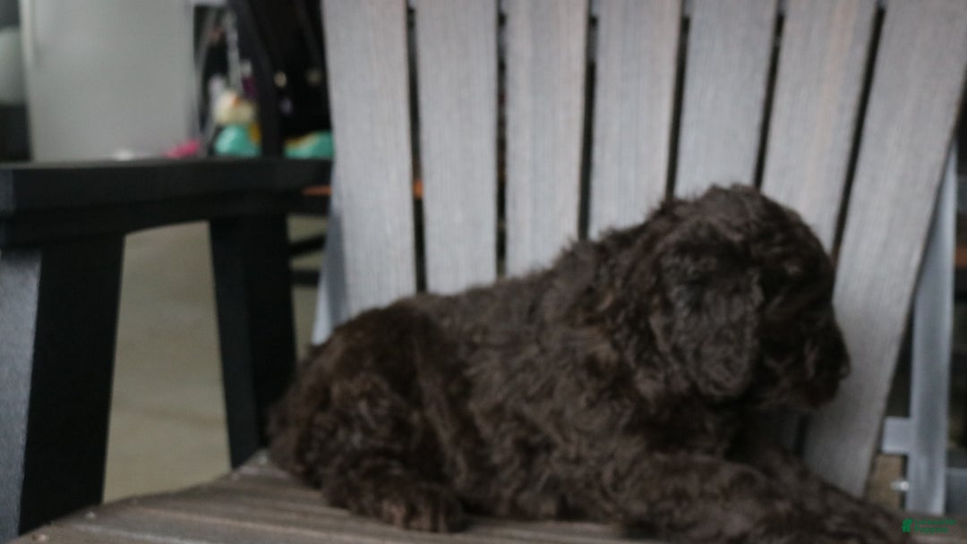 Newfypoo dogs for sale: Rosi - Ad 7