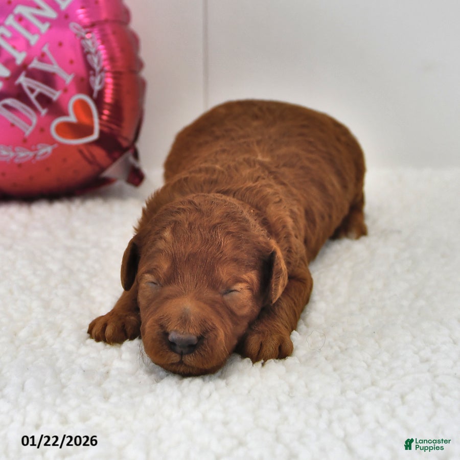 Mini Goldendoodle dogs Brownie - Ad 22