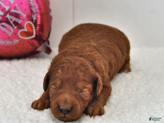 Mini Goldendoodle dogs Brownie - Ad 22