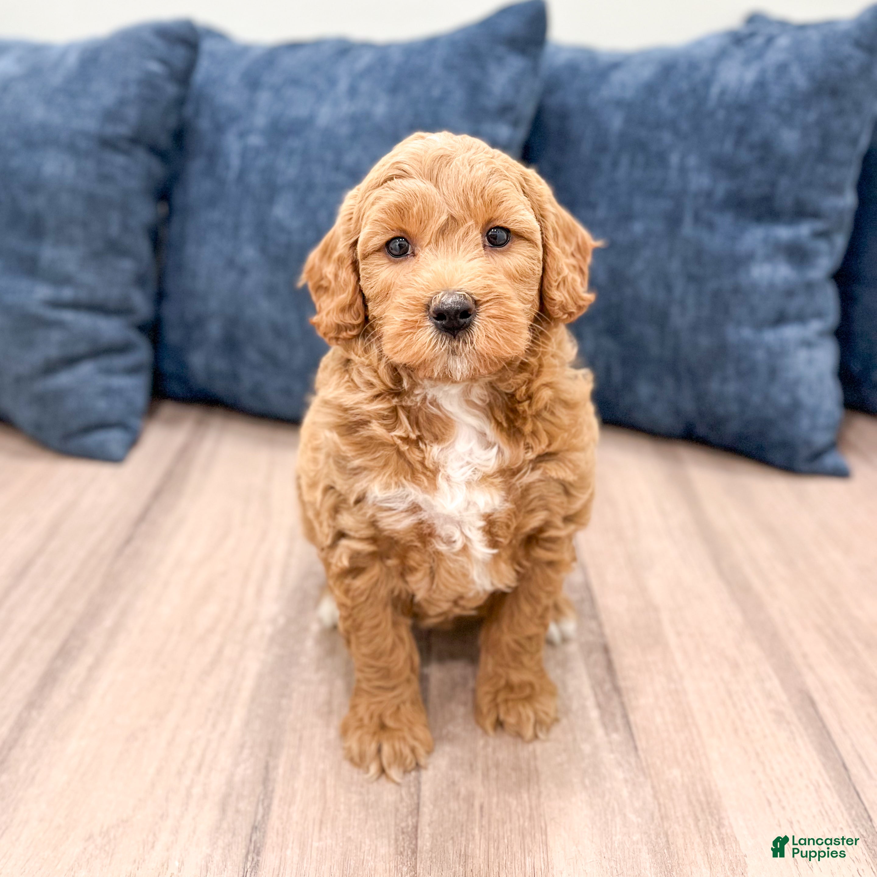 Mini Goldendoodle dogs Angie - Ad 1