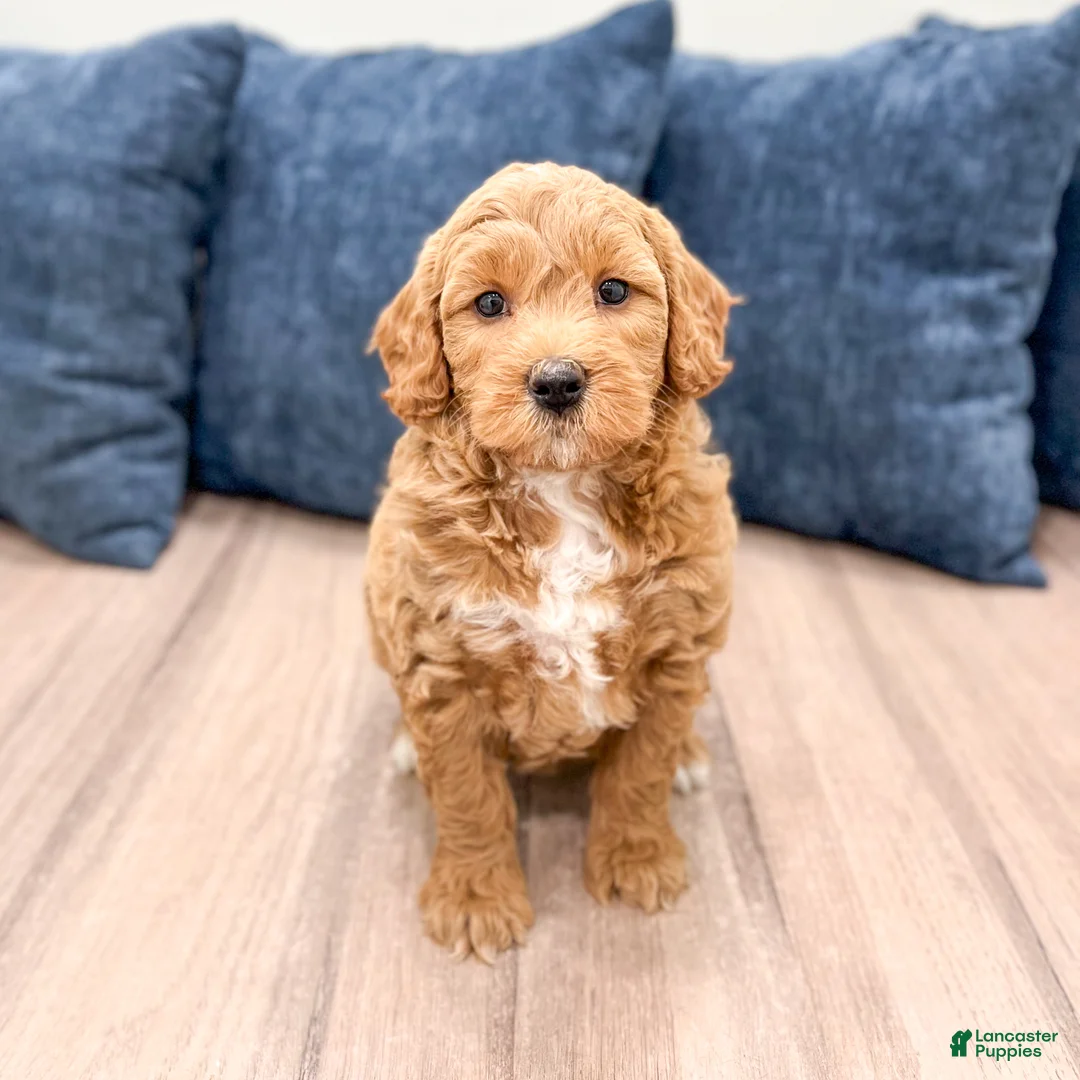 Mini Goldendoodle dogs for sale: Angie - Ad 1