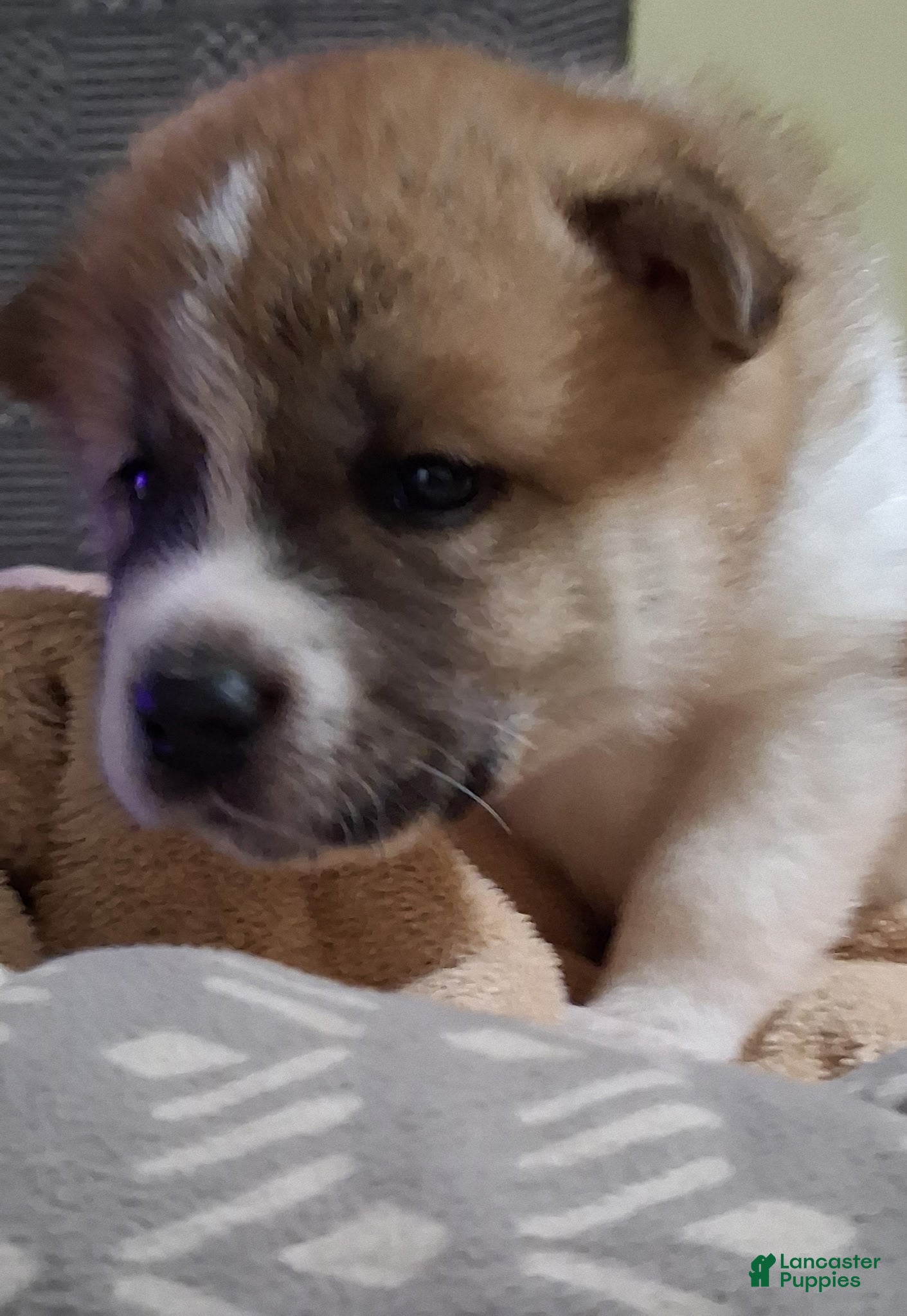 Akita dogs Timber - Ad 1