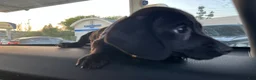 Dachshund dogs for sale: Dachshund Puppy 1 - Ad 7