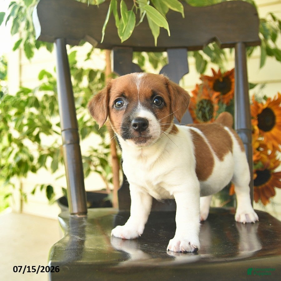Jack Russell Terrier dogs Beauty  - Ad 1