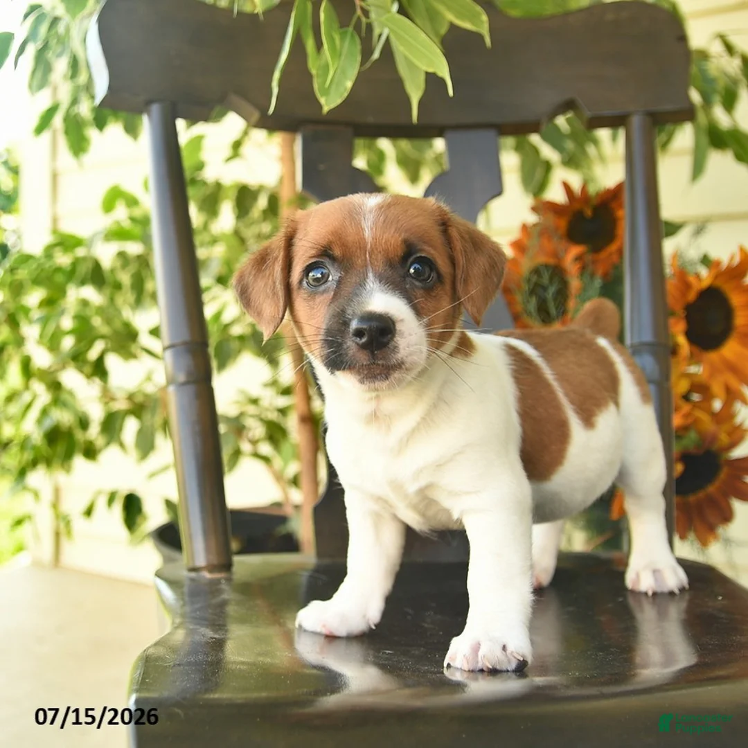 Jack Russell Terrier dogs for sale: Beauty  - Ad 1