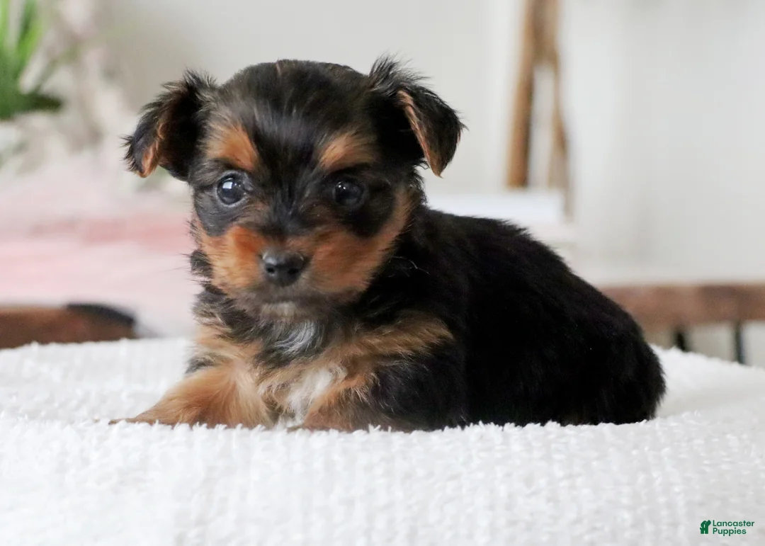 Yorkshire Terrier dogs for sale: Yorkshire Terrier Puppy 1 - Ad 1