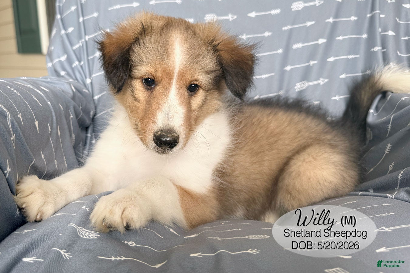 Shetland Sheepdog dogs Willy - Ad 2