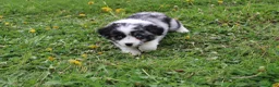 Miniature Australian Shepherd dogs for sale: Miniature Australian Shepherd Puppy 1 - Ad 4