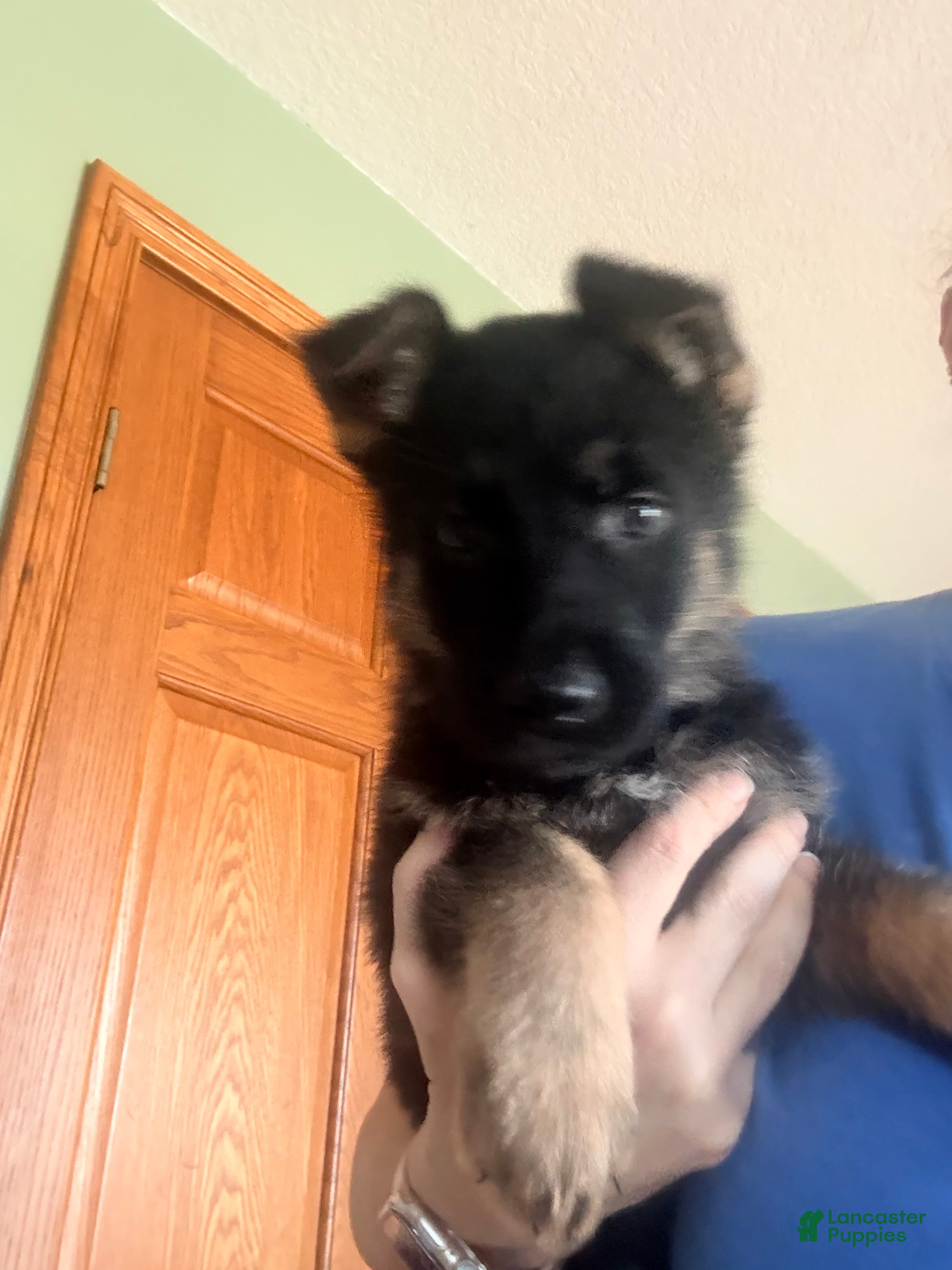German Shepherd dogs German Shepherd Puppy 3 - Ad 2