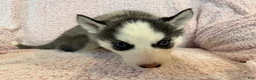 Siberian Husky dogs for sale: Princess Nixie - Ad 14